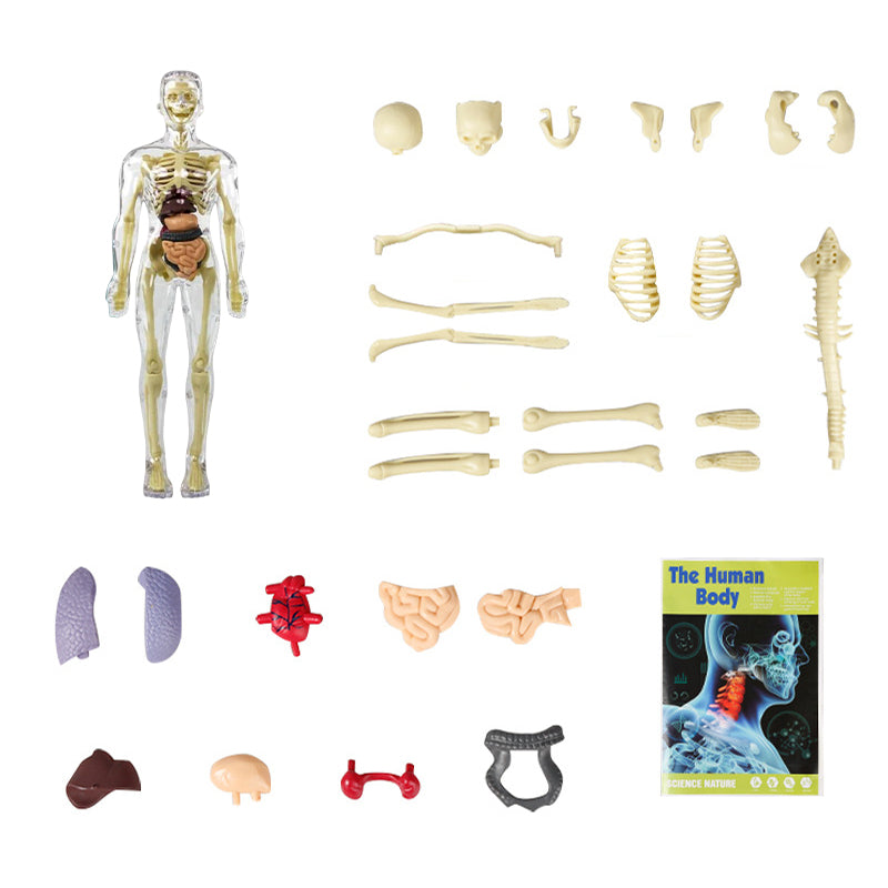 "3D anatomisk skjelettmodell for barn, lærerik og trygg i holdbar PVC, perfekt for nysgjerrige unge leger."