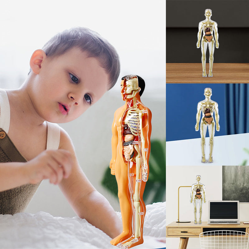 "3D anatomisk skjelettmodell for barn, lærerik og trygg i holdbar PVC, perfekt for nysgjerrige unge leger."