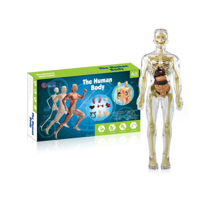 "3D anatomisk skjelettmodell for barn, lærerik og trygg i holdbar PVC, perfekt for nysgjerrige unge leger."