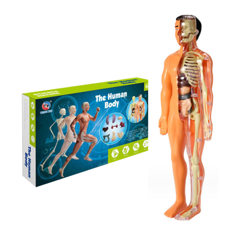 "3D anatomisk skjelettmodell for barn, lærerik og trygg i holdbar PVC, perfekt for nysgjerrige unge leger."