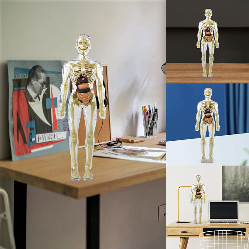 "3D anatomisk skjelettmodell for barn, lærerik og trygg i holdbar PVC, perfekt for nysgjerrige unge leger."