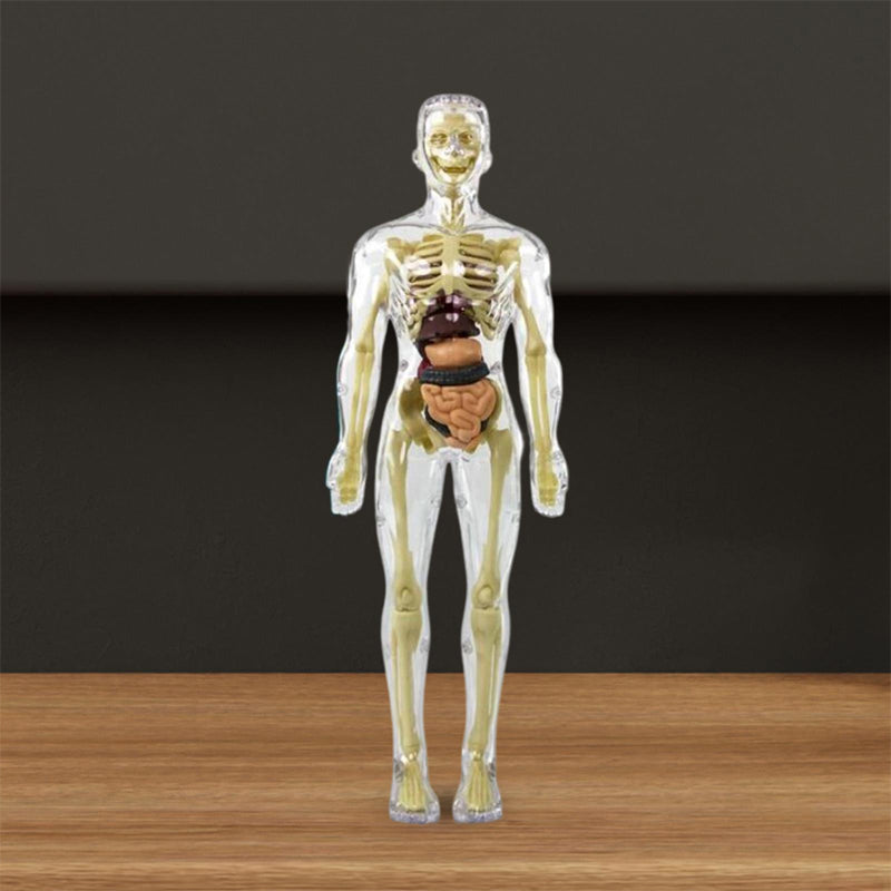 "3D anatomisk skjelettmodell for barn, lærerik og trygg i holdbar PVC, perfekt for nysgjerrige unge leger."