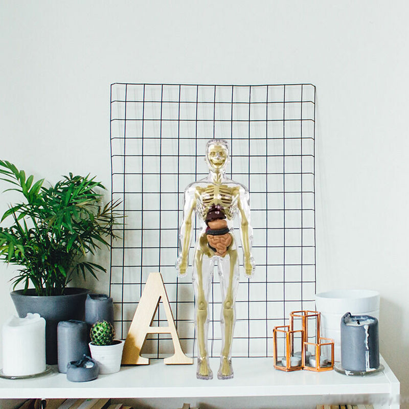 "3D anatomisk skjelettmodell for barn, lærerik og trygg i holdbar PVC, perfekt for nysgjerrige unge leger."