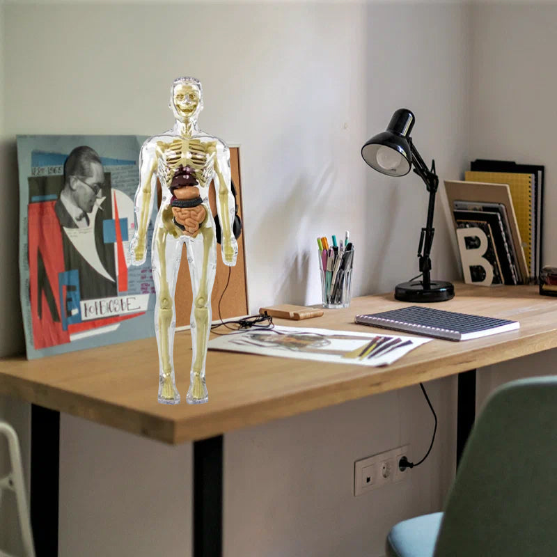"3D anatomisk skjelettmodell for barn, lærerik og trygg i holdbar PVC, perfekt for nysgjerrige unge leger."