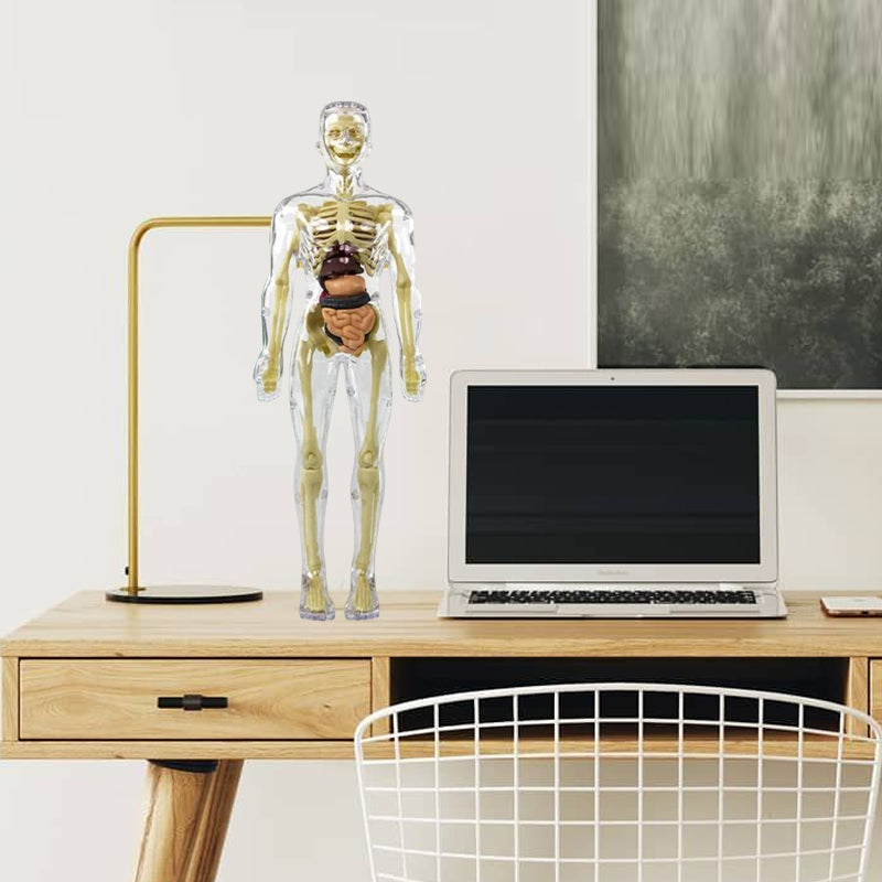 "3D anatomisk skjelettmodell for barn, lærerik og trygg i holdbar PVC, perfekt for nysgjerrige unge leger."