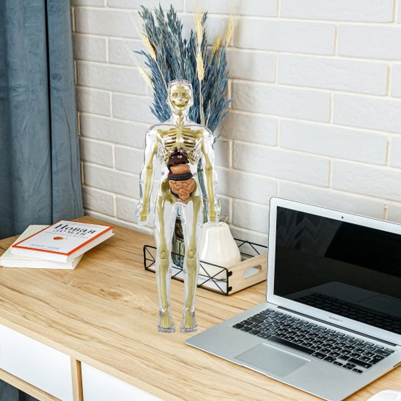 "3D anatomisk skjelettmodell for barn, lærerik og trygg i holdbar PVC, perfekt for nysgjerrige unge leger."