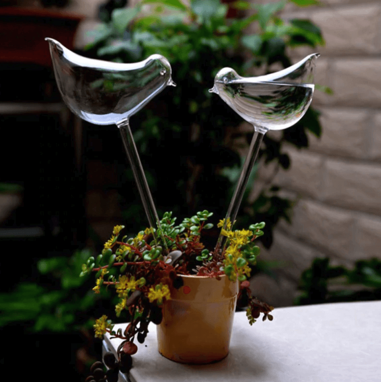 Dekorative selvvannende planter for hjem og hage