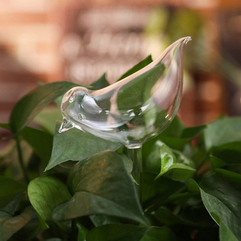 Dekorative selvvannende planter for hjem og hage