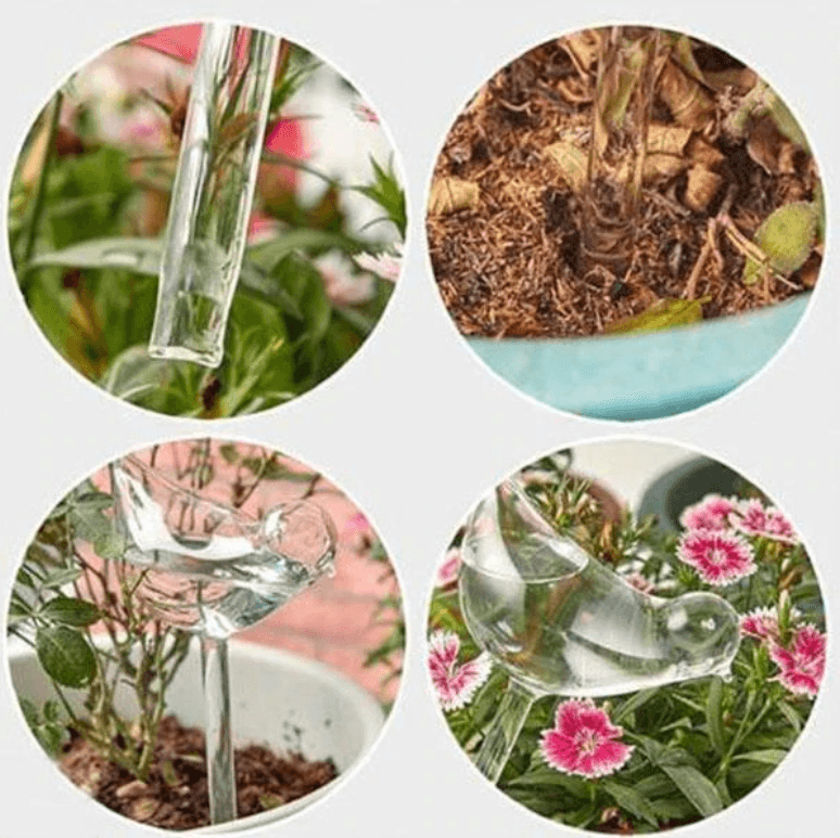 Dekorative selvvannende planter for hjem og hage
