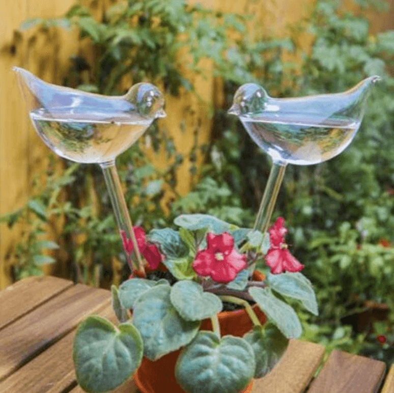 Dekorative selvvannende planter for hjem og hage