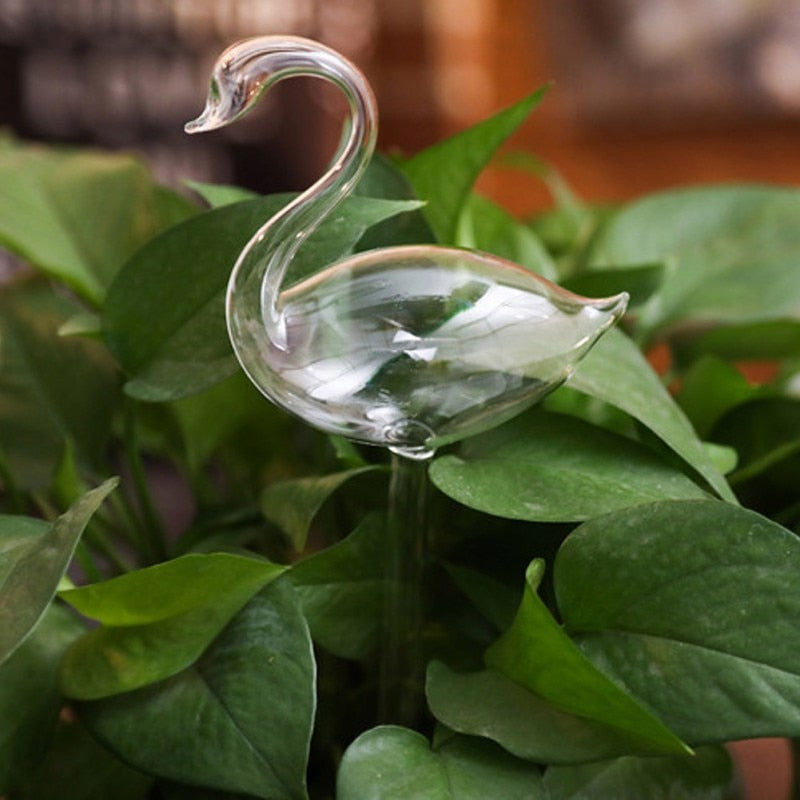 Dekorative selvvannende planter for hjem og hage