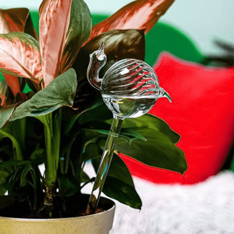 Dekorative selvvannende planter for hjem og hage