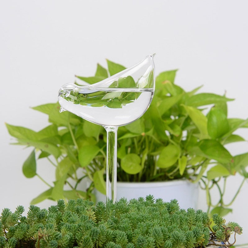 Dekorative selvvannende planter for hjem og hage