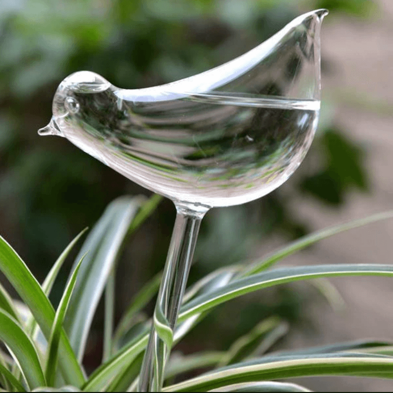 Dekorative selvvannende planter for hjem og hage