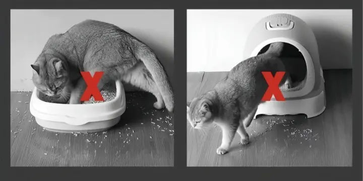 Komfortabel for katt: Myk EVA-kattesandmatte, skånsom for poter, holder sand borte fra gulvet.