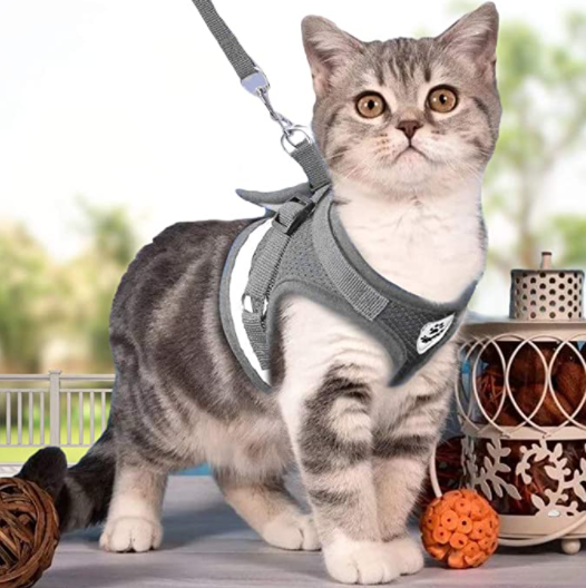 Katt med trygg sele og bånd, klar for eventyr. Viktig kjæledyrutstyr for utendørs glede.