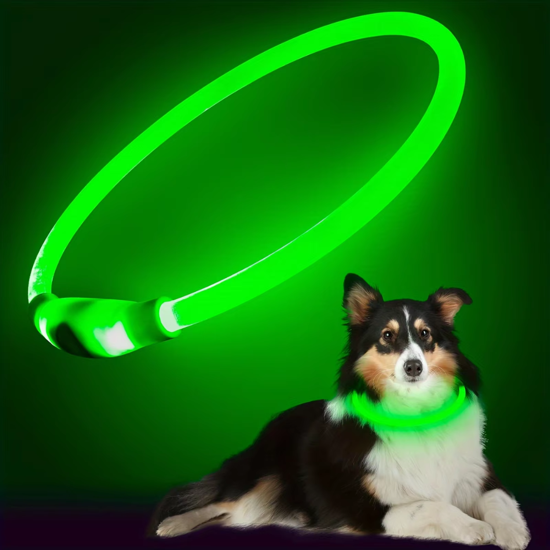 Hund med lysende LED halsbånd på mørk sti. Demonstrerer hundesikkerhet og synlighet under kveldstur.