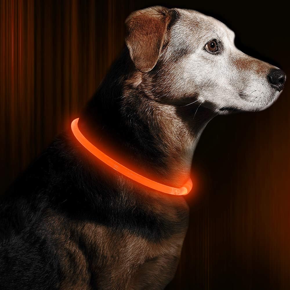 Lysende hundehalsbånd perfekt for kveldstur. Oppladbart, vanntett design for maks hundesikkerhet.