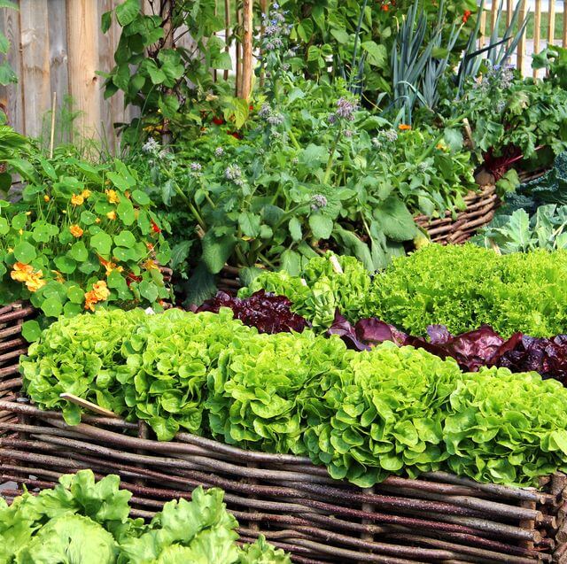 Sunne, grønne blader som resultat av plantenæring. Optimaliserer grønne planters vekst og vitalitet.