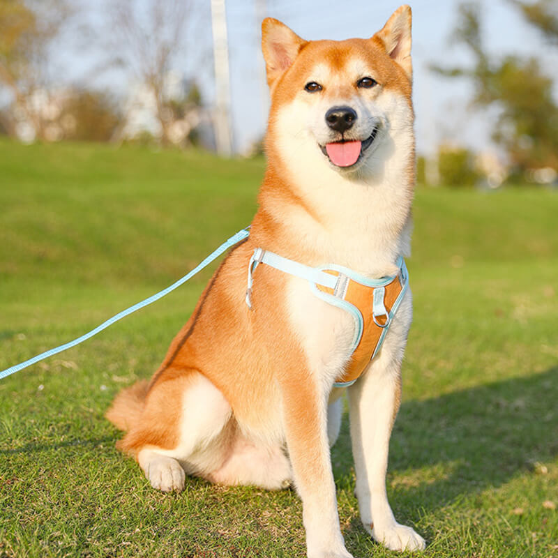 Bakfeste på reflekterende hundesele. Robust for bånd, gir sikkerhet og kontroll på tur med hund og valp.