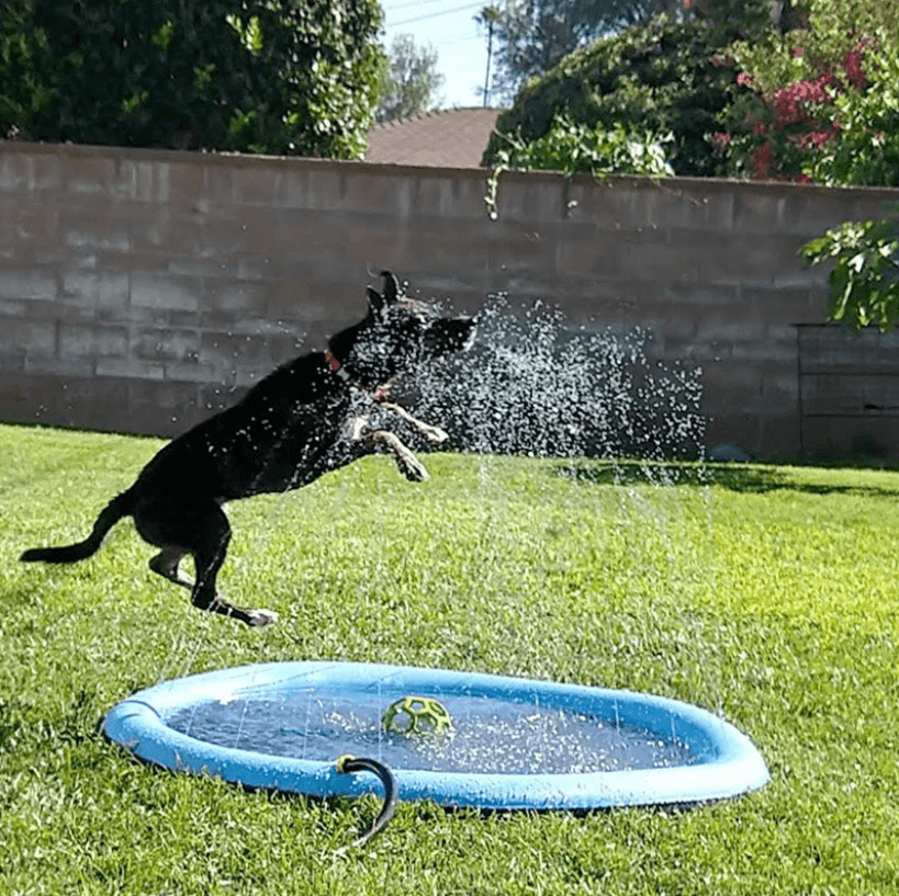 Hundesprinklerpute i bruk i en hage, gir kjølig vannlek og underholdning for aktive kjæledyr.