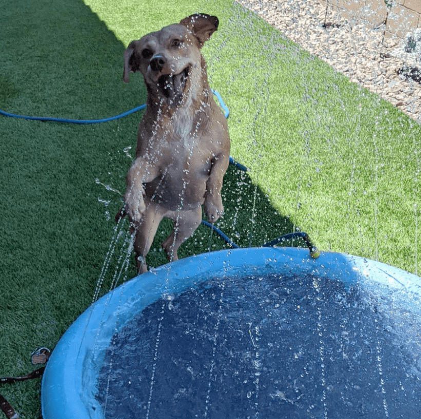 En glad hund plasker i vannet på en sommerlig sprinklerpute, fantastisk for avkjøling og moro utendørs.