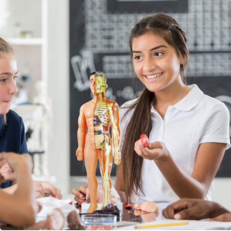 Pedagogisk 3D modell av menneskekroppen med avtakbare organer for barn, fremmer læring om anatomi og vitenskap