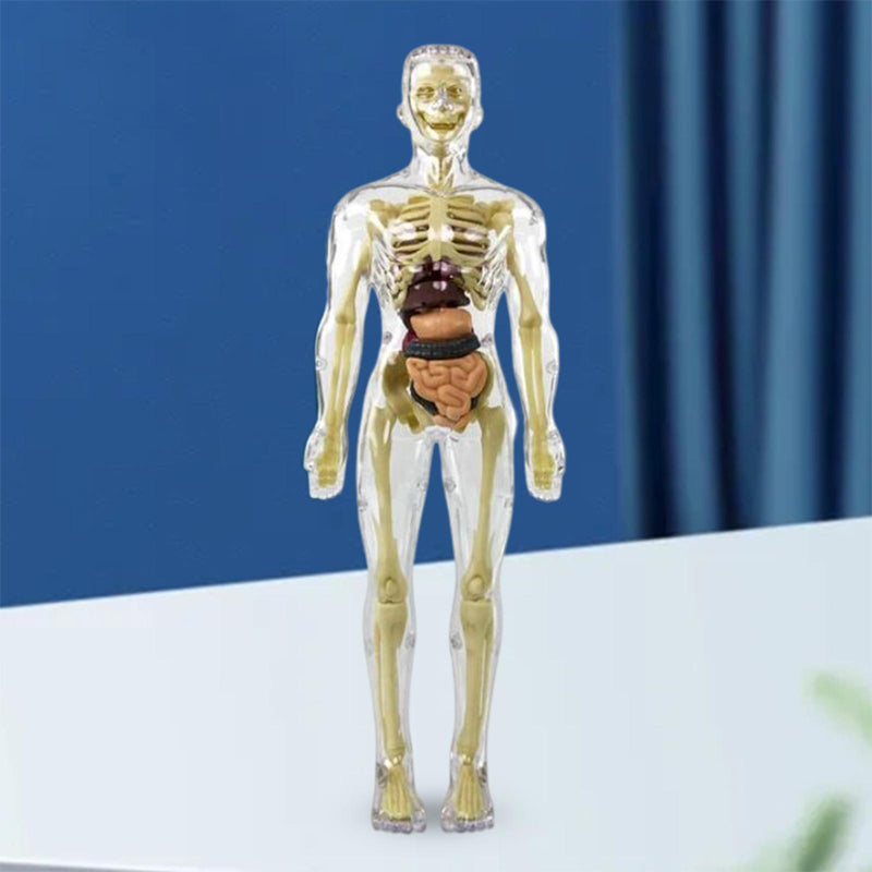 "3D anatomisk skjelettmodell for barn, lærerik og trygg i holdbar PVC, perfekt for nysgjerrige unge leger."