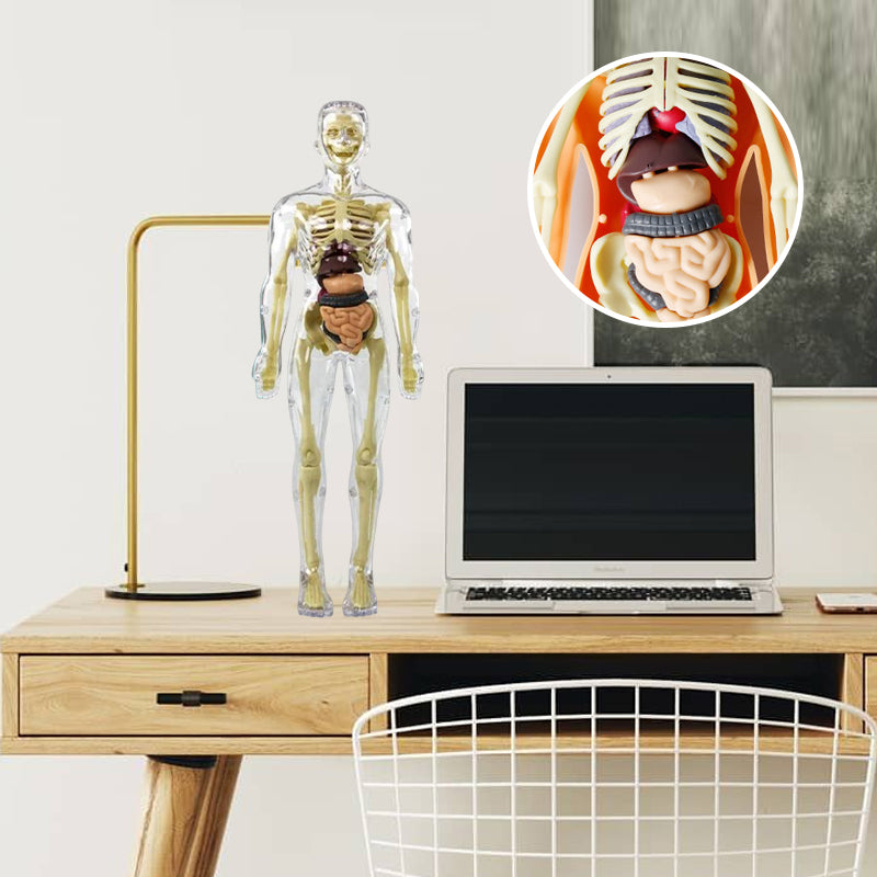 "3D anatomisk skjelettmodell for barn, lærerik og trygg i holdbar PVC, perfekt for nysgjerrige unge leger."
