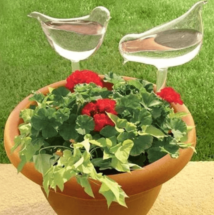 Dekorative selvvannende planter for hjem og hage
