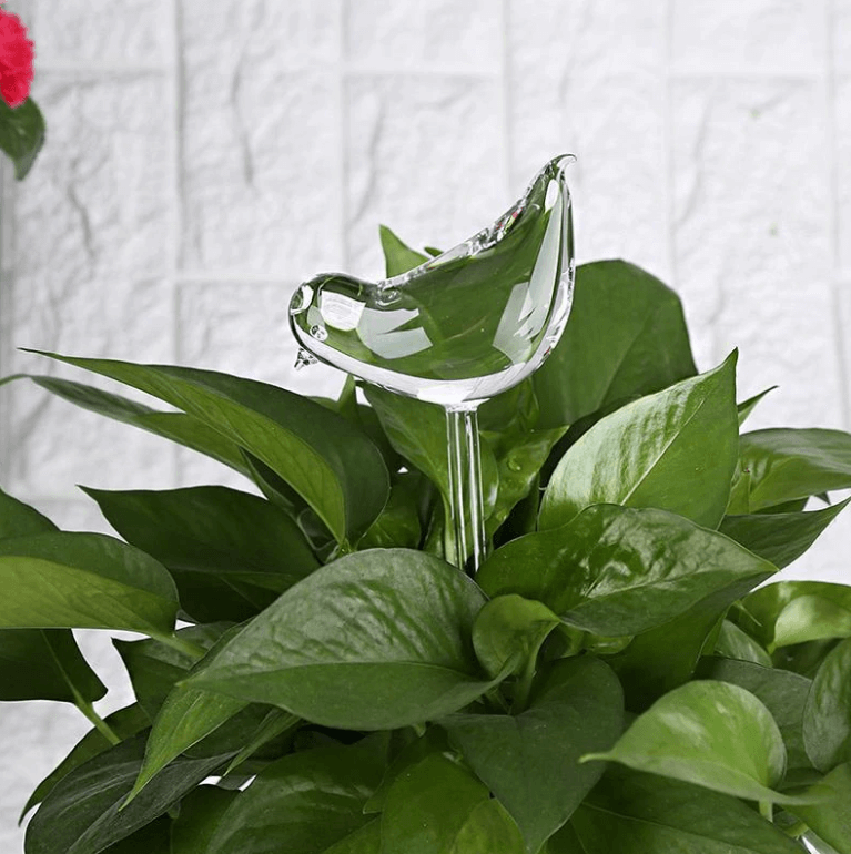 Dekorative selvvannende planter for hjem og hage