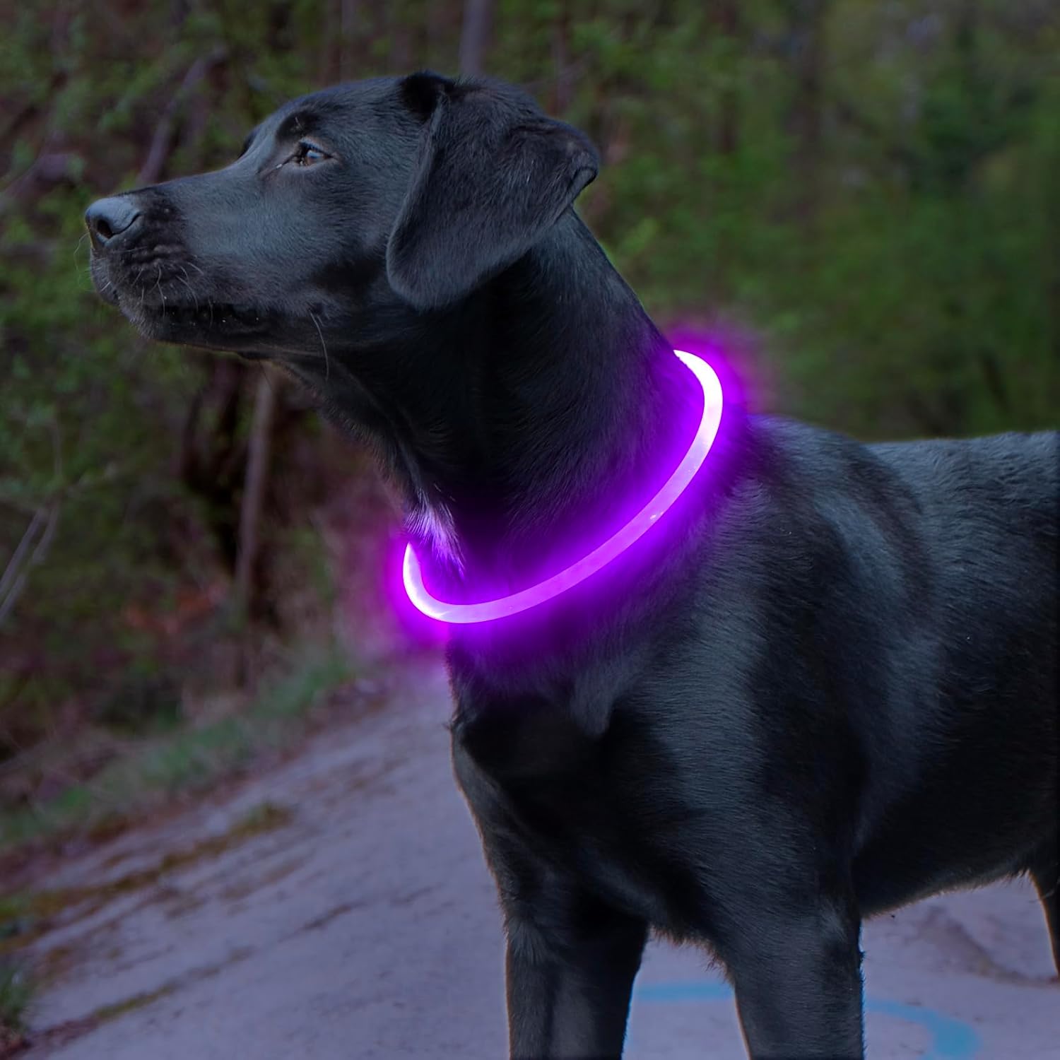 Reflekterende LED halsbånd til hund med USB-lading. Gir god synlighet og trygghet i trafikken for hunden.