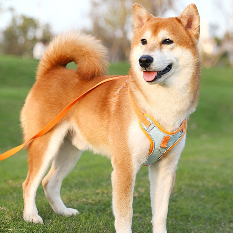 Reflekterende hundesele lyser i mørket. Sikkerhet på kveldsturer, viktig turutstyr for synlighet.