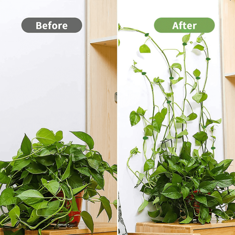 Grønn plante festet elegant til vegg med sporløse planteklips, skaper et levende hjemmemiljø.