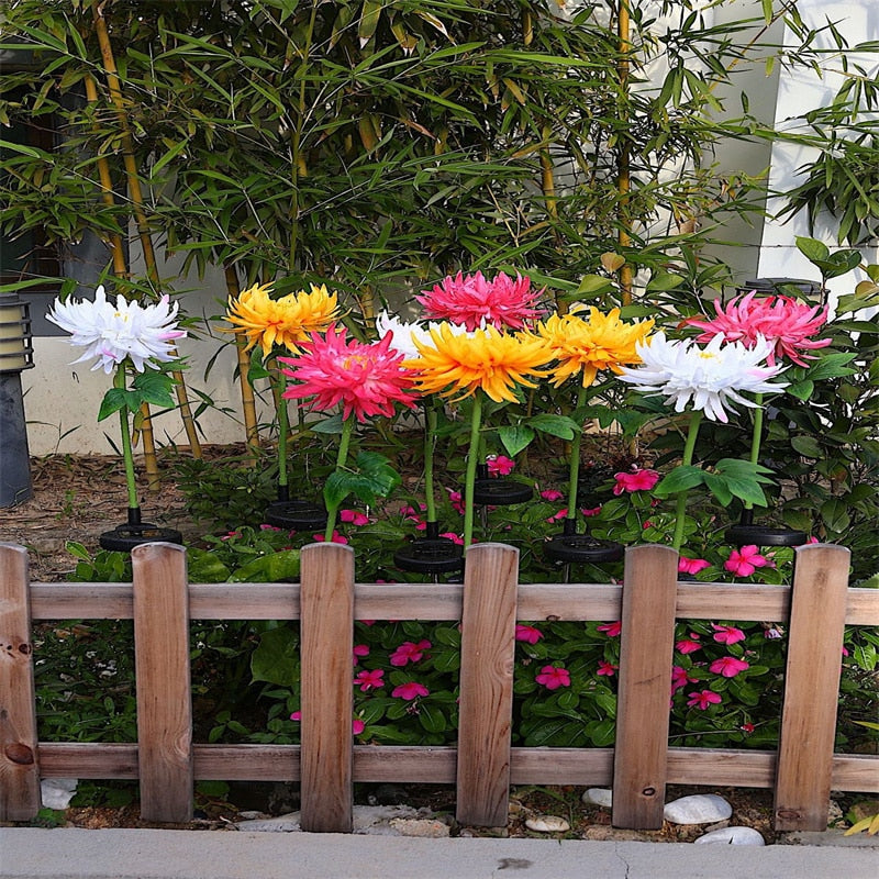 Nærbilde av solcelle krysantemum LED-lys, detaljerte blomster og varmt lys for hage