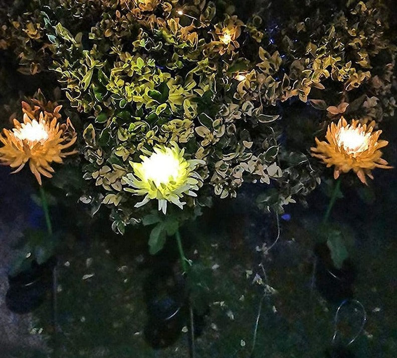 Solcelle krysantemum LED-lampe i en blomsterbed, hagedekorasjon som lader om dagen