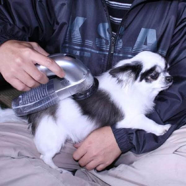 Rengjøring av hjemmet med trådløs dyrehårstøvsuger. Fjerner effektivt katte- og hundehår.